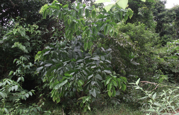 Figura 19. Planta hospedera <i>Senna papillosa</i> (Fabaceae), de <i>Phaeoblemma apicata</i> (Erebidae), creciendo orilla del camino. Foto: Freddy Quesada, 21 Octubre 2019.  