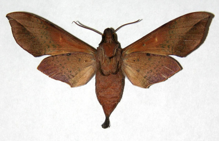 Fig. 02. Hembra de <i>Callionima inuus</i> (Sphingidae). Vista ventral, 66mm de envergadura. Voucher: 05-SRNP-46105-DHJ319161.jpg.