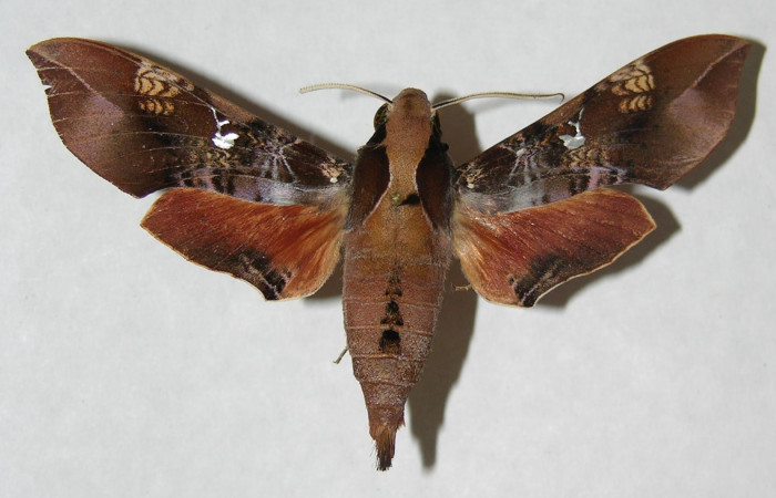 Fig. 03. Macho de <i>Callionima inuus</i> (Sphingidae). Vista dorsal, 67mm de envergadura. Voucher: 06-SRNP-5878-DHJ347230.jpg.