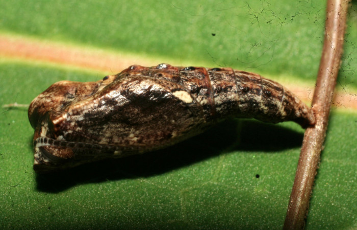 Figura 6. Pupa de <i>Amiga arnaca</i> (Nymphalidae), vista lateral, localidad Sendero Laguna Sector Pitilla ACG (680m). Voucher: 11-SRNP-32545-DHJ484142.jpg.