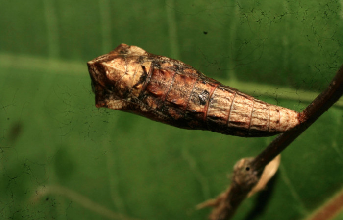 Figura 7. Pupa de <i>Amiga arnaca</i> (Nymphalidae), vista dorsal, localidad Sendero Laguna Sector Pitilla ACG (680m). Voucher: 11-SRNP-32545-DHJ484145.jpg.