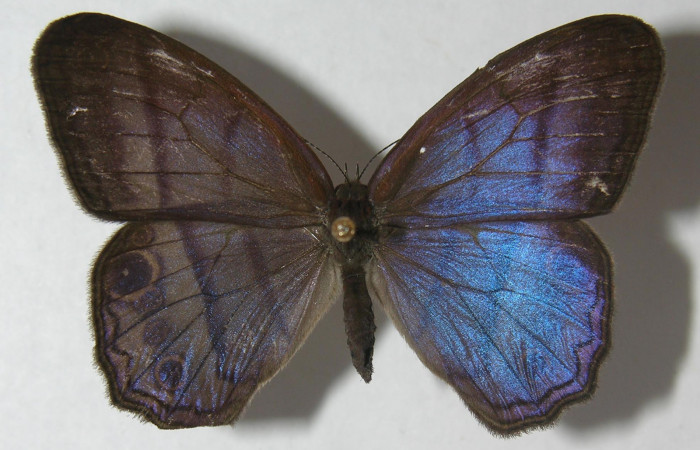 Figura 8. Adulto de <i>Amiga arnaca</i> (Nymphalidae) vista dorsal, localidad Sendero Laguna Sector Pitilla ACG (680m). Voucher: 11-SRNP-32545-DHJ555838.jpg.