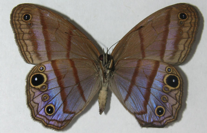 Figura 9. Adulto de <i>Amiga arnaca</i> (Nymphalidae) vista ventral, localidad Sendero Laguna Sector Pitilla ACG (680m). Voucher: 11-SRNP-32545-DHJ555839.jpg.