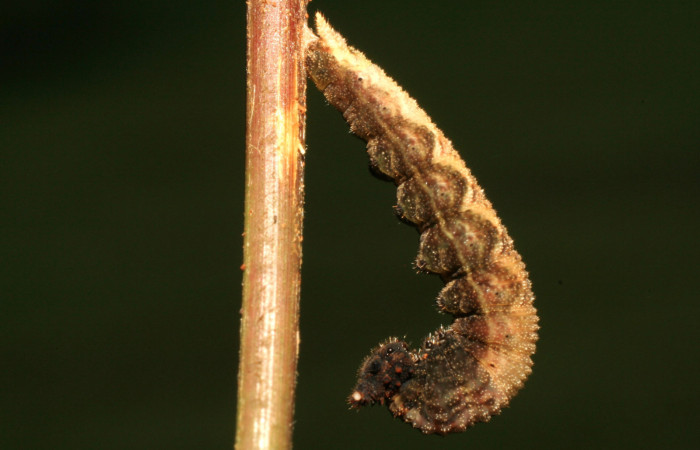 Figura 5. Larva <i>Amiga arnaca</i> (Nymphalidae), en estado de prepupa vista lateral, localidad Sendero Carica Sector Pitilla ACG (660m). Voucher: 11-SRNP-33103-DHJ484646.jpg.