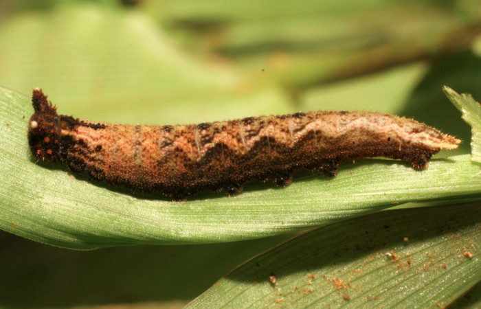 Figura 3. Larva <i>Amiga arnaca</i> (Nymphalidae), penúltimo estadío (PU) vista dorsal, localidad Sendero Carica Sector Pitilla ACG (660m). Voucher: 11-SRNP-33306-DHJ484741.jpg.