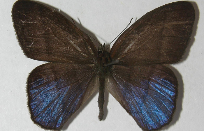 Figura 10. Adulto de <i>Amiga arnaca</i> (Nymphalidae), vista dorsal, localidad Pasmompa Sector Pitilla ACG (440m). Voucher: 11-SRNP-33328-DHJ555866.jpg.