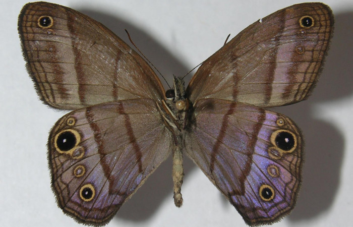 Figura 11. Adulto de <i>Amiga arnaca</i> (Nymphalidae), vista ventral, localidad Pasmompa Sector Pitilla ACG (440m). Voucher: 11-SRNP-33328-DHJ555867.jpg.