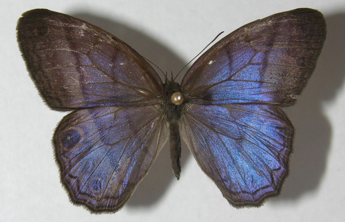 Figura 1. Adulto de <i>Amiga arnaca</i> (Nymphalidae), vista dorsal, localidad Sendero Laguna Sector Pitilla ACG (680m). Voucher: 11-SRNP-33446-DHJ555840.jpg.