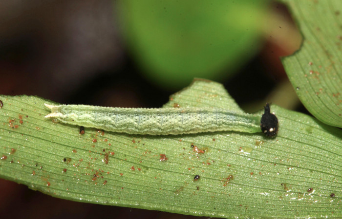 Figura 2. Larva <i>Amiga arnaca</i> (Nymphalidae), tercer estadío (PPU) vista lateral, Sendero Nacho Loaciga Sector Pitilla ACG (710m). Voucher: 17-SRNP-31766-DHJ739522.jpg.