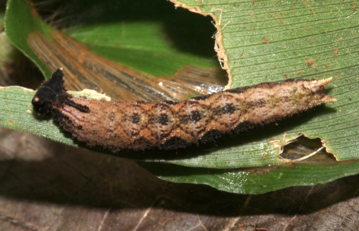 Figura 4. Larva <i>Amiga arnaca</i> (Nymphalidae), último estadío (U) vista dorsal, localidad Sendero Nacho Sector Pitilla ACG (710m). Voucher: 17-SRNP-31766-DHJ739705.jpg.