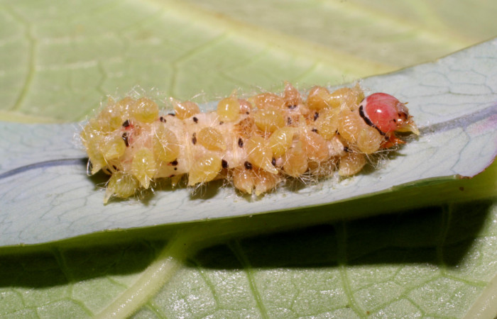 Figura 13. Capullos de <i>Euplectrus eowilsoni</i> (Eulophidae), que ataca <i>Argyrosticta aurifundens</i> (Noctuidae), vista lateral, localidad Brisanta, Brasilia ACG (290m). Voucher: 07-SRNP-65277-DHJ433910.jpg.