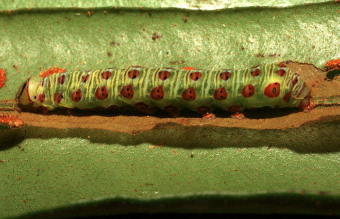 Figura 4. Larva <i>Argyrosticta aurifundens</i> (Noctuidae), último estadío (U) vista lateral, localidad Estación Quica, Sector Pitilla ACG (470m). Voucher: 09-SRNP-73800-DHJ466970.jpg.