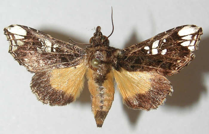 Figura 7. Adulto de <i>Argyrosticta aurifundens</i> (Noctuidae), vista dorsal, localidad Estación Quica, Sector Pitilla ACG (470m). Voucher: 10-SRNP-71426-DHJ539652.jpg.
