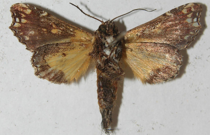 Figura 10. Adulto de <i>Argyrosticta aurifundens</i> (Noctuidae), vista ventral, localidad Estación Quica, Sector Pitilla ACG (470m). Voucher: 11-SRNP-71371-DHJ554103.jpg.