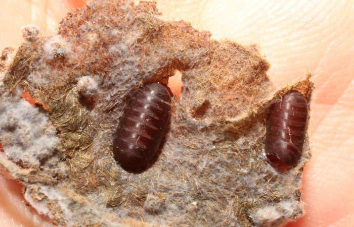 Figura 12. Puparios de <i>Houghia aurifera</i> (Tachinidae) que ataca <i>Argyrosticta aurifundens</i> (Noctuidae), vista dorsal, localidad Estación Caribe, Sector Rincón Rain Forest ACG (415m). Voucher: 12-SRNP-40498-DHJ801261.jpg.