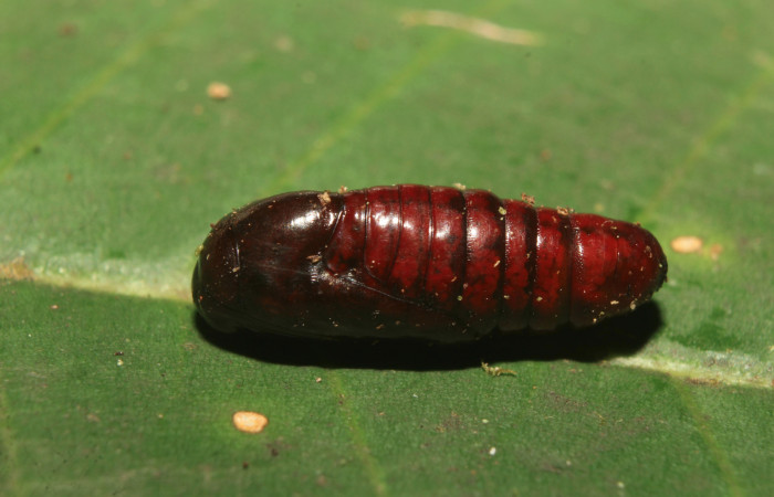 Figura 6. Pupa de <i>Argyrosticta aurifundens</i> (Noctuidae), vista dorsal, localidad Medrano Estación Quica, Sector Pitilla ACG (380m). Voucher: 19-SRNP-70914-DHJ751815.jpg.
