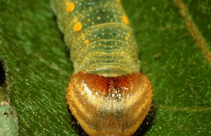 Fig.2. Vista de la cabeza <i>Mylon salvia</i> (Hesperiidae). Voucher: 02-SRNP-14815-DHJ66945.jpg.