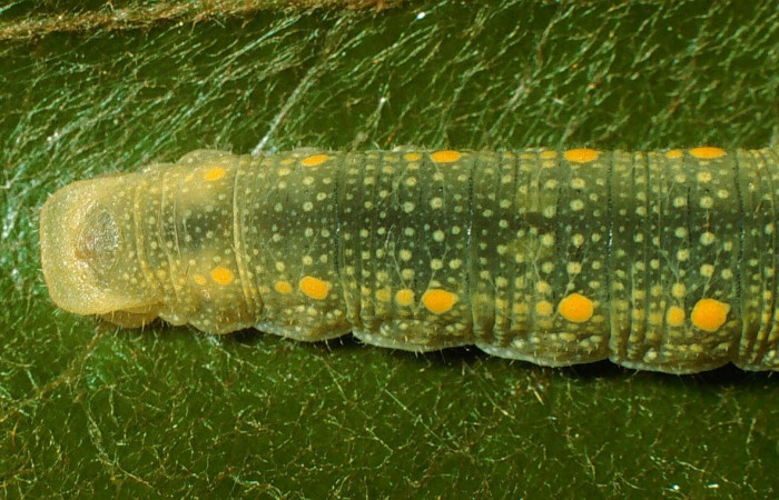 Fig.3. Vista del dorsal trasero <i>Mylon salvia</i> (Hesperiidae). Voucher: 02-SRNP-14815-DHJ66950.jpg.