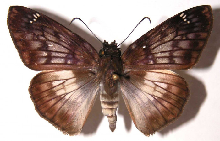 Fig.22. Vista dorsal de adulto <i>Mylon salvia</i> (Hesperiidae) Voucher: 02-SRNP-14879-DHJ36904.jpg.