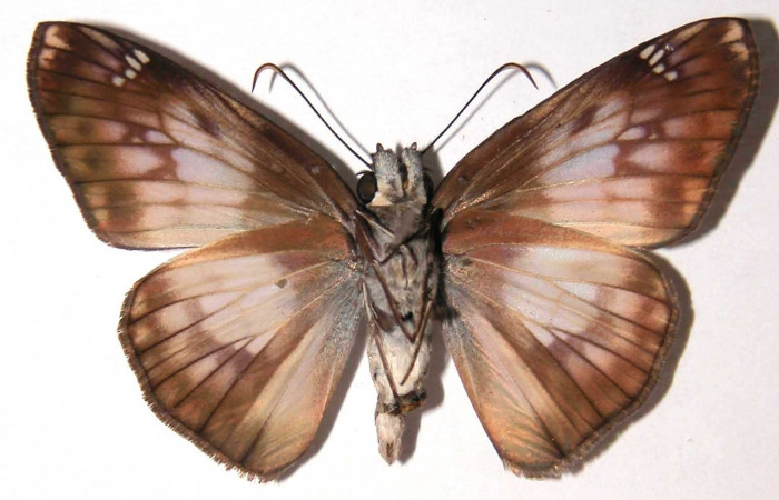 Fig.23. Vista ventral de adulto <i>Mylon salvia</i> (Hesperiidae). Voucher: 02-SRNP-14879-DHJ36905.jpg.