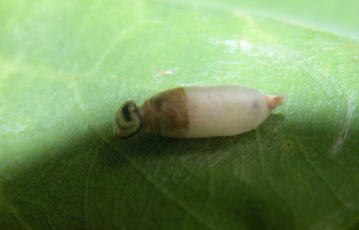 Fig.18. Vista de parásito en <i>Mylon lassia</i> (Hesperiidae), Ichneumonidae <i>Hyposoter</i> PRO-7. Voucher:03-SRNP-20531-DHJ91114.jpg.