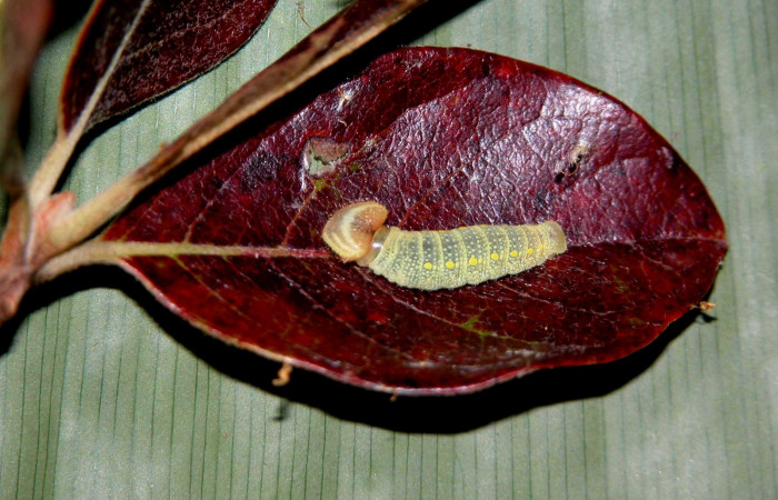 Fig.13. Vista completa de la larva de <i>Mylon salvia</i> Hesperiidae, en su planta hospedera <i>Byrsonima crassifolia</i> (Malpighiaceae). Voucher: 03-SRNP-3274-DHJ400343.jpg.