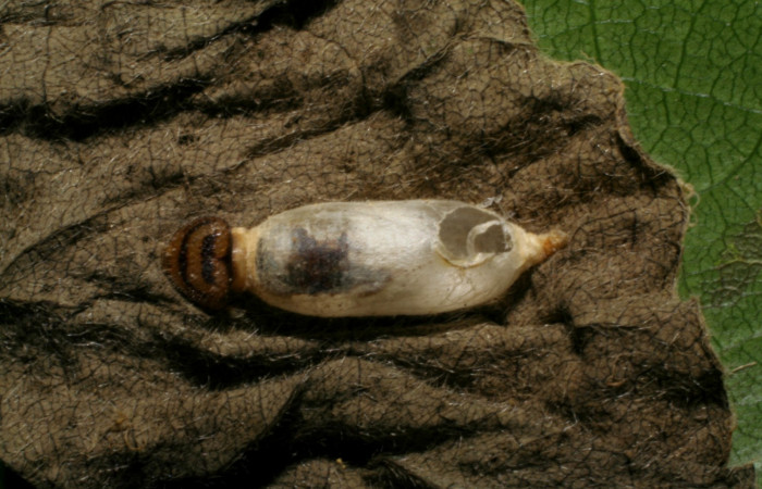 Fig.19. Vista de parásito en <i>Mylon lassia</i> (Hesperiidae), Ichneumonidae <i>Hyposoter</i> PRO-7. Voucher04-SRNP-48668-DHJ401905.jpg.