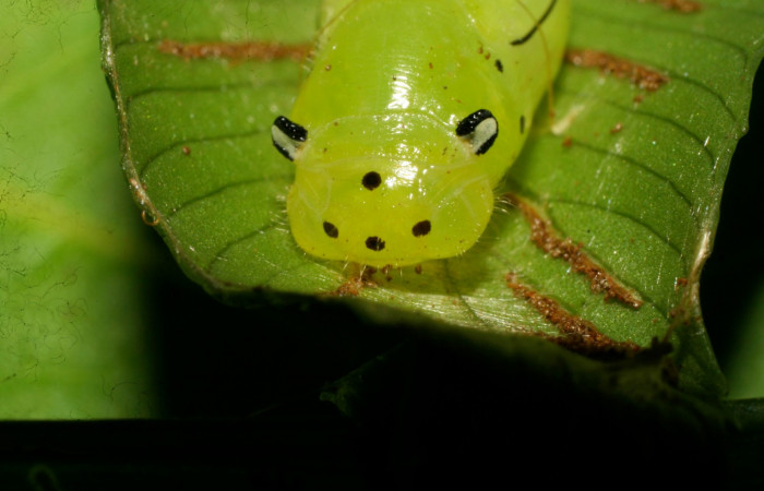 Fig.17. Vista completa de la cabeza de <i>Mylon maimon</i> (Hesperiidae), cuando logro pasar su proceso de larva a pupa. Voucher:08-SRNP-31217-DHJ438967jpg.