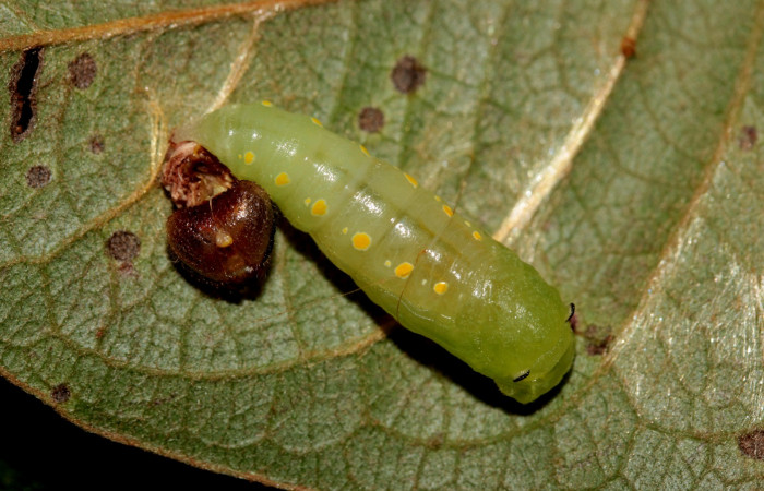 Fig. 6. Vista lateral de la pupa de <i>Mylon salvia</i> (Hesperiidae). Voucher:19-SRNP-27773-DHJ761747.jpg.