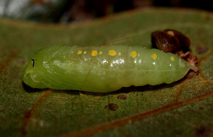 Fig. 8. Vista lateral de la pupa de <i>Mylon salvia</i> (Hesperiidae). Voucher:19-SRNP-27773-DHJ761750.jpg.