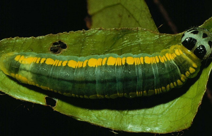 Fig.10. Vista dorsal de <i>Mylon maimon</i> (Hesperiidae). Voucher: 92-SRNP-4540-DHJ16599.jpg.