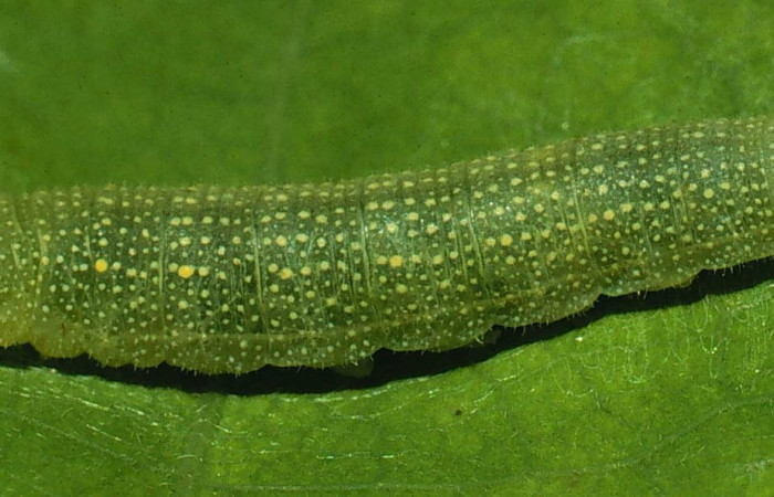 Fig.11. Vista de la cabeza y dorsal de <i>Mylon lassia</i> (Hesperiidae). Voucher: 94-SRNP-8474-DHJ26737.jpg.