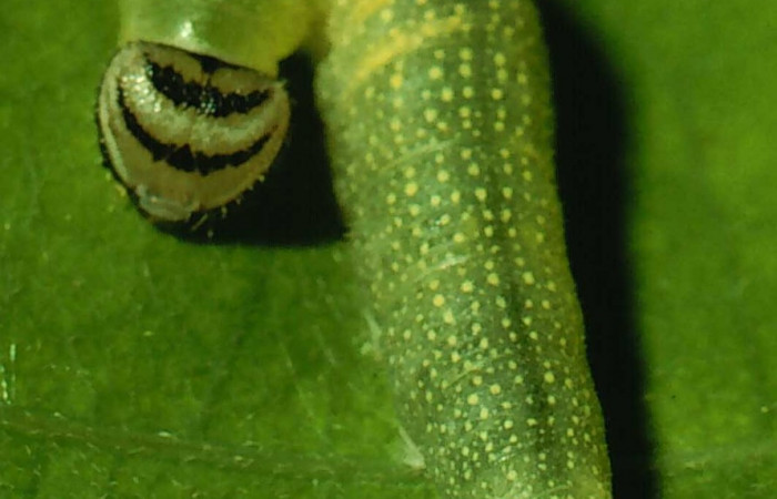 Fig.14. Vista completa de la larva de <i>Mylon lassia</i> (Hesperiidae), en su planta hospedera <i>Cissampelos pareira</i> (Menispermaceae). Voucher: 94-SRNP-8474-DHJ26741.jpg.