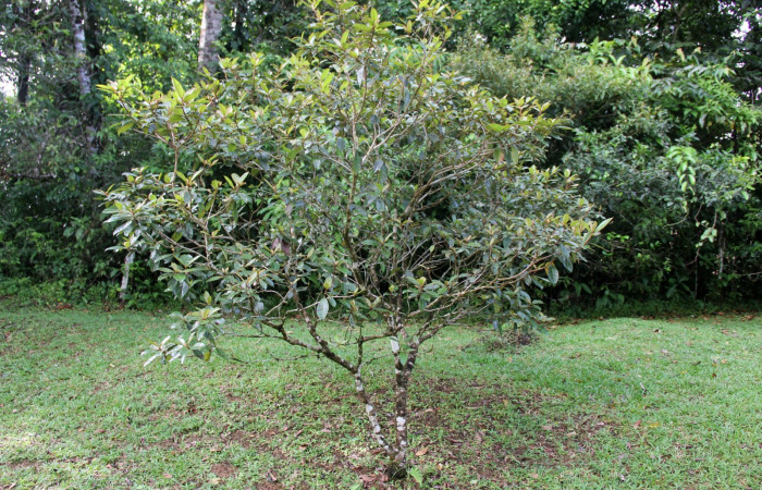Fig.24. Planta hospedera de <i>Mylon salvia</i> (Hesperiidae), detalle del árbol de <i>Byrsonima crassifolia</i> (Malpighiacea).Foto  por Brigitte Vilchez, en Estación Biológica Wege. Nov, 2019.