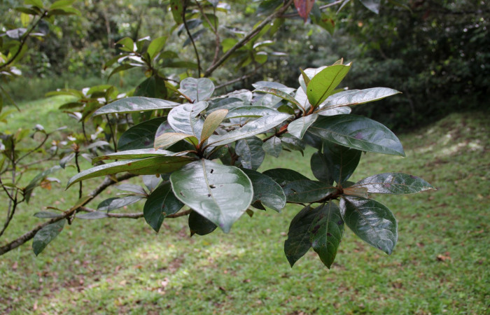 Fig. 25. Planta hospedera de <i>Mylon salvia</i> (Hesperiidae), detalle de una rama y sus hojas de <i>Byrsonima crassifolia</i> (Malpighiacea). Foto por Brigitte Vilchez, en Estación Biologíca Wege. Nov, 2019.
