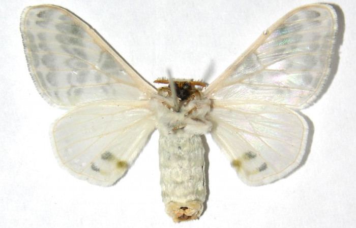 Fig. 16. Hembra de <i>Colla rhodope</i> (Bombycidae), vista ventral. Voucher: 00-SRNP-15316-DHJ329613.