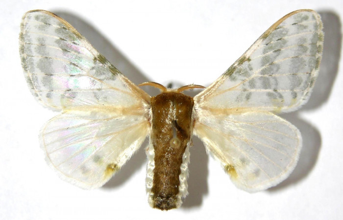 Fig. 13. Macho de <i>Colla rhodope</i> (Bombycidae), vista dorsal. Voucher: 00-SRNP-3183-DHJ329614.