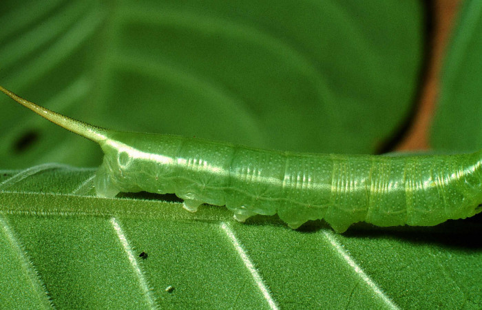 Fig. 4. Vista del cuerno posterior en larva de <i>Xylophanes ceratomioides</i> (Sphingidae). Voucher: 01-SRNP-14636-DHJ62036.