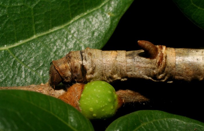 Fig. 6. Detalle de cuerno posterior a su cabeza sobre su dorso, <i>Colla rhodope</i> (Bombycidae), comiendo <i>Ficus crassinervia</i> (Moraceae). Voucher: 07-SRNP-13860-DHJ421195.