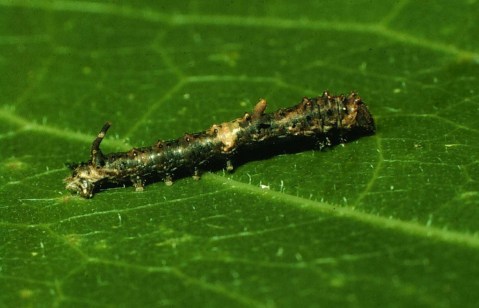 Fig. 3. Vista del cuerno posterior en larva de <i>Colla rhodope</i>  (Bombycidae), comiendo <i>Ficus cotinifolia</i> (Moraceae). Voucher: 07-SRNP-13860-DHJ421192.