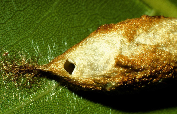 Fig. 11. Orificio de salida de adulto de <i>Colla rhodope</i> (Bombycidae). Voucher: 98-SRNP-10589-DHJ47212.