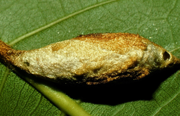 Fig. 10. Capullo de <i>Colla rhodope</i> (Bombycidae). Voucher: 98-SRNP-10589-DHJ47217.
