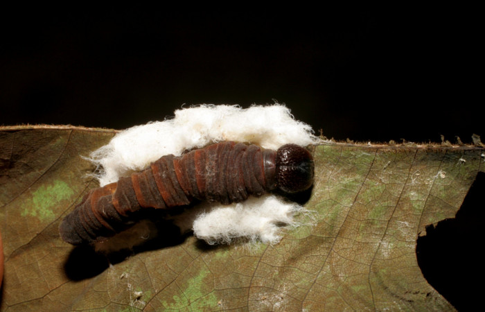 Figura 13.  Pupario de Braconiidae, de <i>Aguna asander</i>, <i>Hypomicrogaster rugosus</i>, (06-SRNP-56532-DHJ415111).