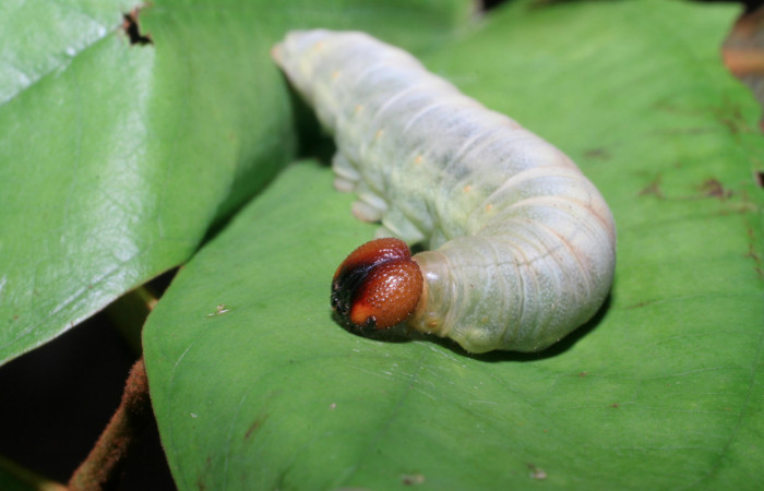 Figura 7. Larva <i>Aguna asander</i>, Hesperiidae, vista lateral cabeza. (06-SRNP-56548-DHJ415118).