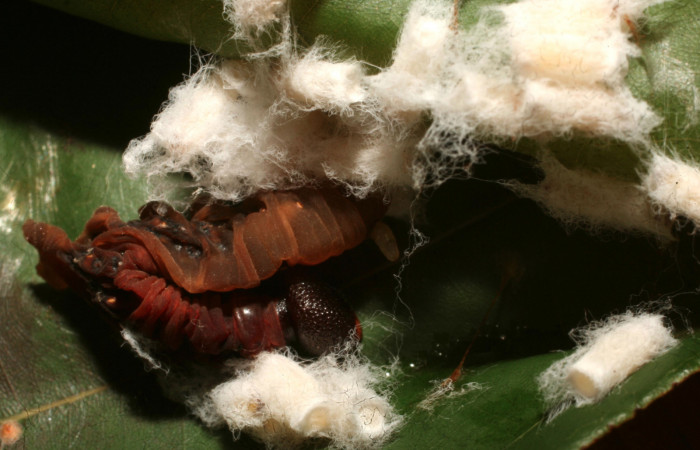 Figura 11.  Pupario de Braconiidae que atacan larva de <i>Aguna asander</i> (15-SRNP-65167-DHJ488181).