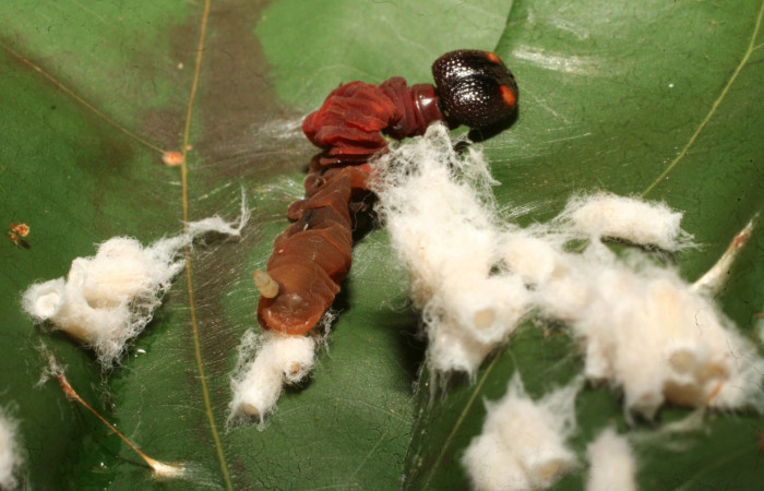 Figura 12.  Pupario de Braconiidae que atacan larva de <i>Aguna asander</i> (15-SRNP-65167-DHJ488187).