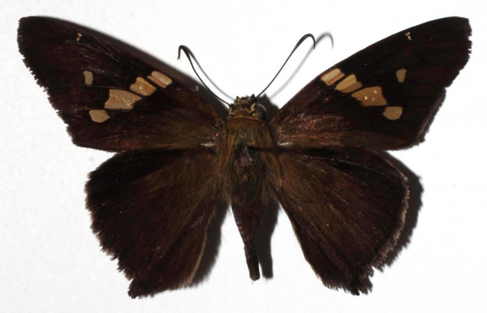 Figura 1. Adulto de <i>Aguna asande</i>r (Macho), vista dorsal. (16-SRNP-20931-DHJ923732).