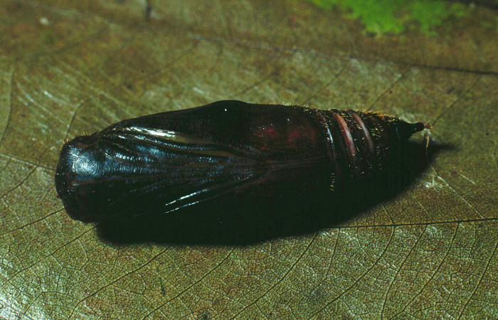Figura 10. Pupa de <i>Aguna asander</i>, vista lateral,  parasitada por <i>Archytas</i> Wood02 de la familia  Tachinidae. (89-SRNP-237-DHJ11238).