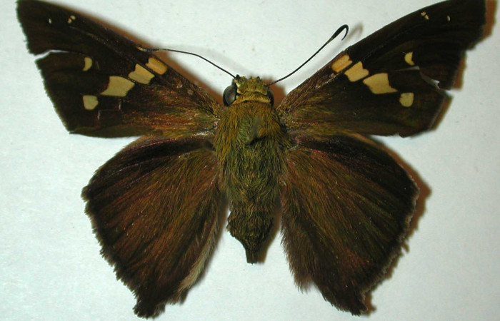 Figura 3. Adulto de <i>Aguna asander</i> (hembra), vista dorsal. (98-SRNP-5038-DHJ31422).