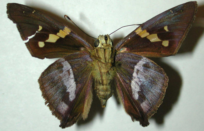 Figura 4. Adulto de <i>Aguna asander</i> (hembra), vista ventral. (98-SRNP-5038-DHJ31423).